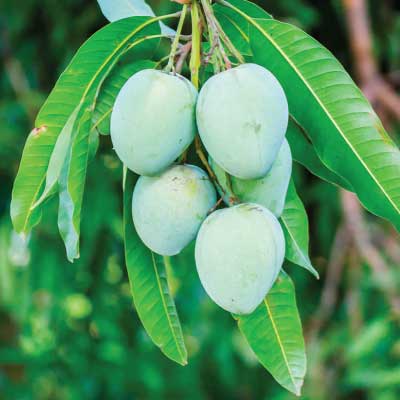 Anwar Ratol Mango Tree | Fruit Plants in Pakistan | Gulab.pk