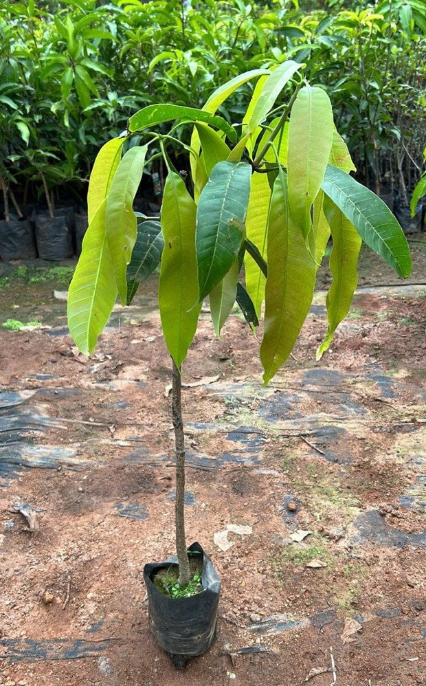Anwar Ratol Mango Tree | Fruit Plants in Pakistan | Gulab.pk