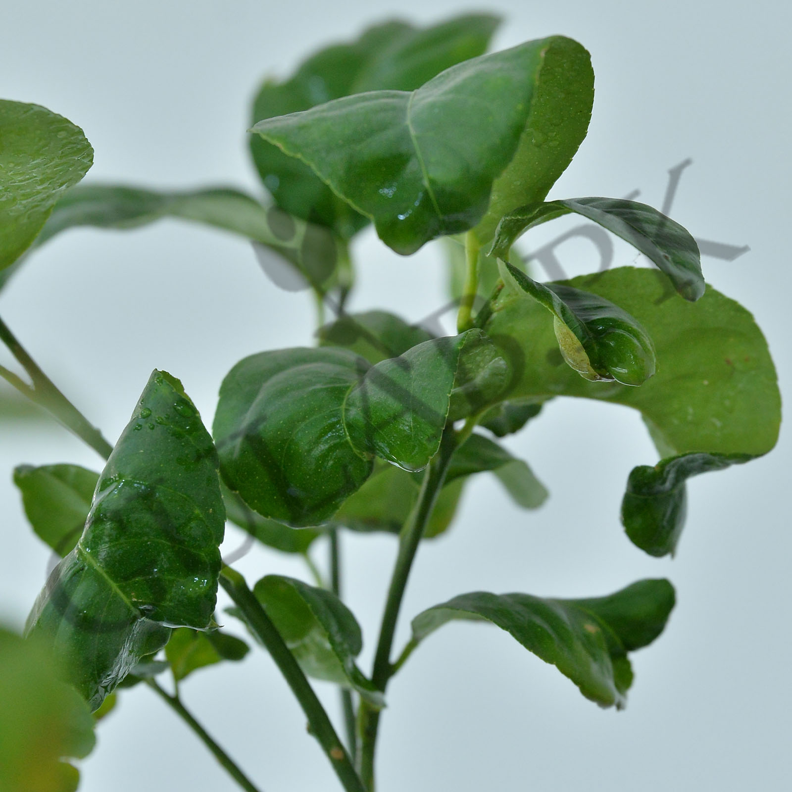 Musami Tree Musami | Fruit Plants in Pakistan | Buy Online | Gulab.pk