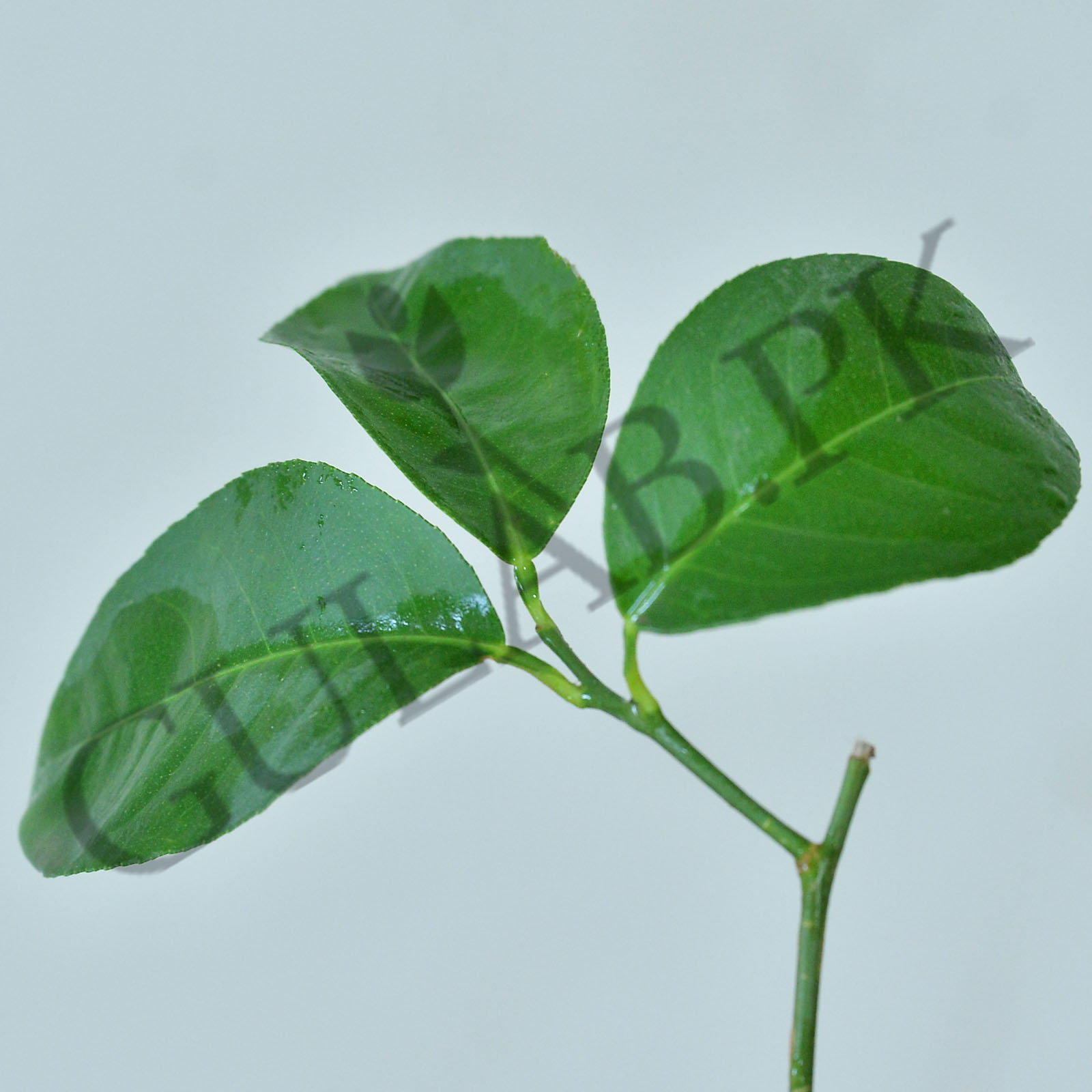 Musami Tree Musami | Fruit Plants in Pakistan | Buy Online | Gulab.pk