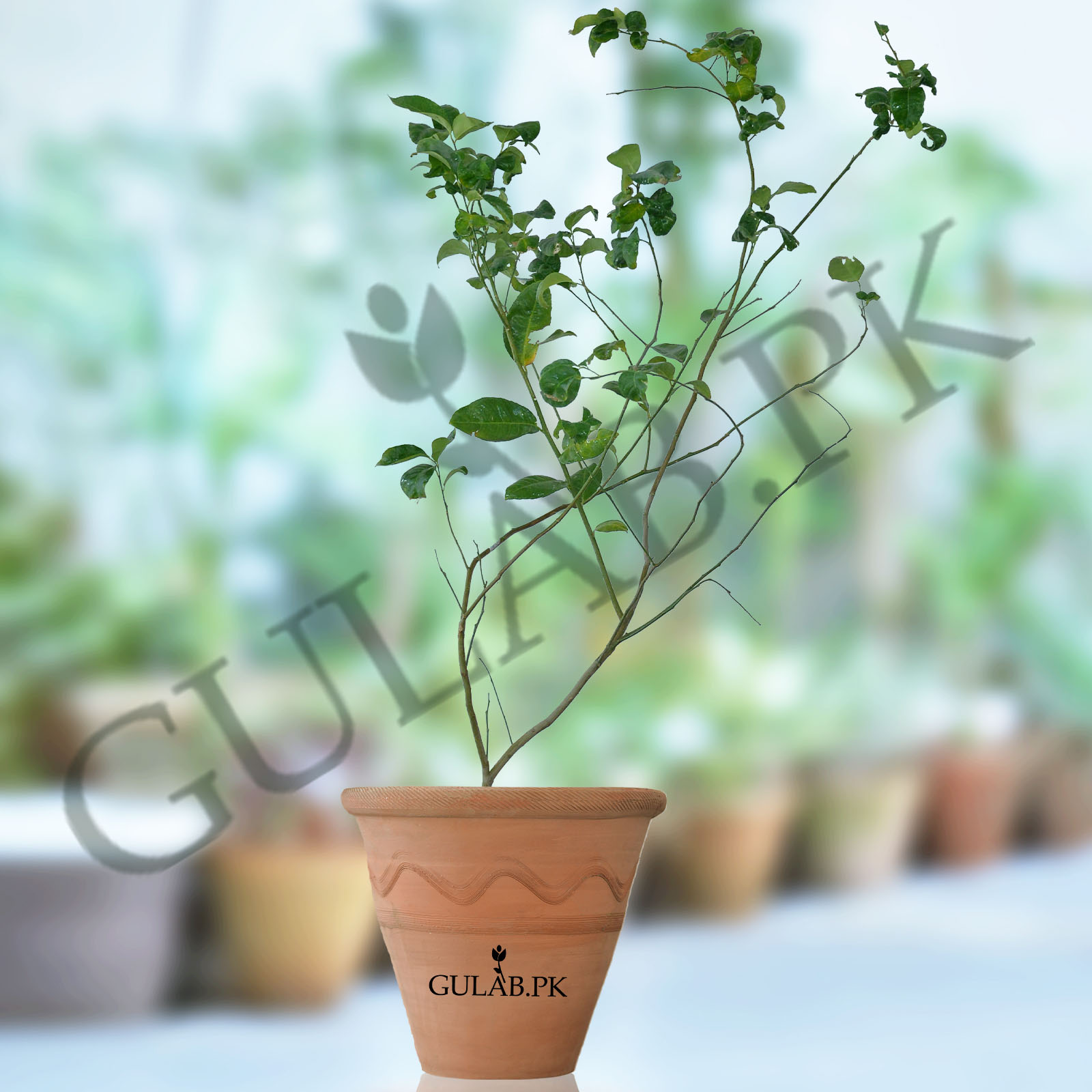 Musami Tree Musami | Fruit Plants in Pakistan | Buy Online | Gulab.pk