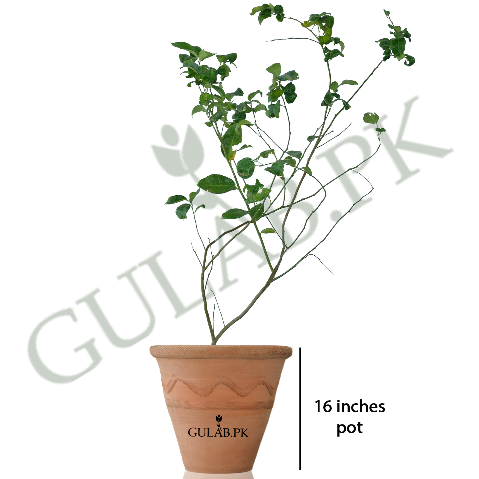 Musami Tree Musami | Fruit Plants in Pakistan | Buy Online | Gulab.pk