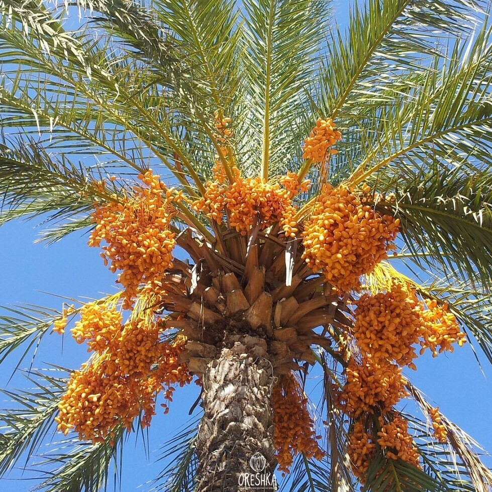 Rabai Date Palm | Fruit Plants in Pakistan | Gulab.pk