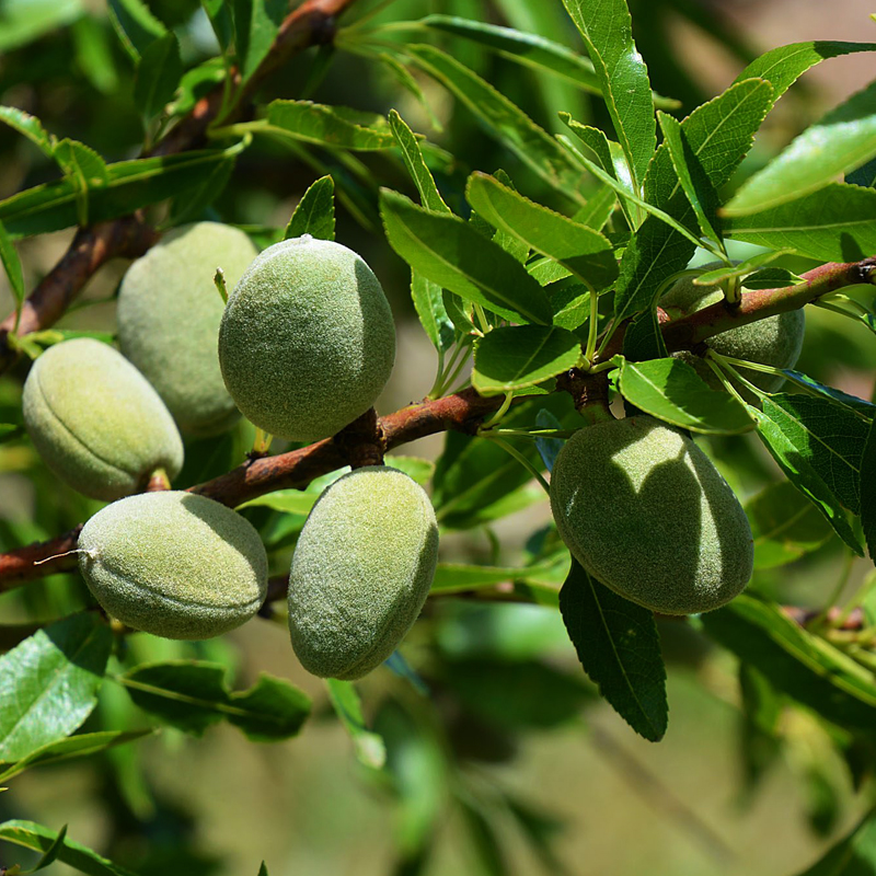 Almond Tree | Fruit Tree in Pakistan | Online Nursery | Gulab.pk