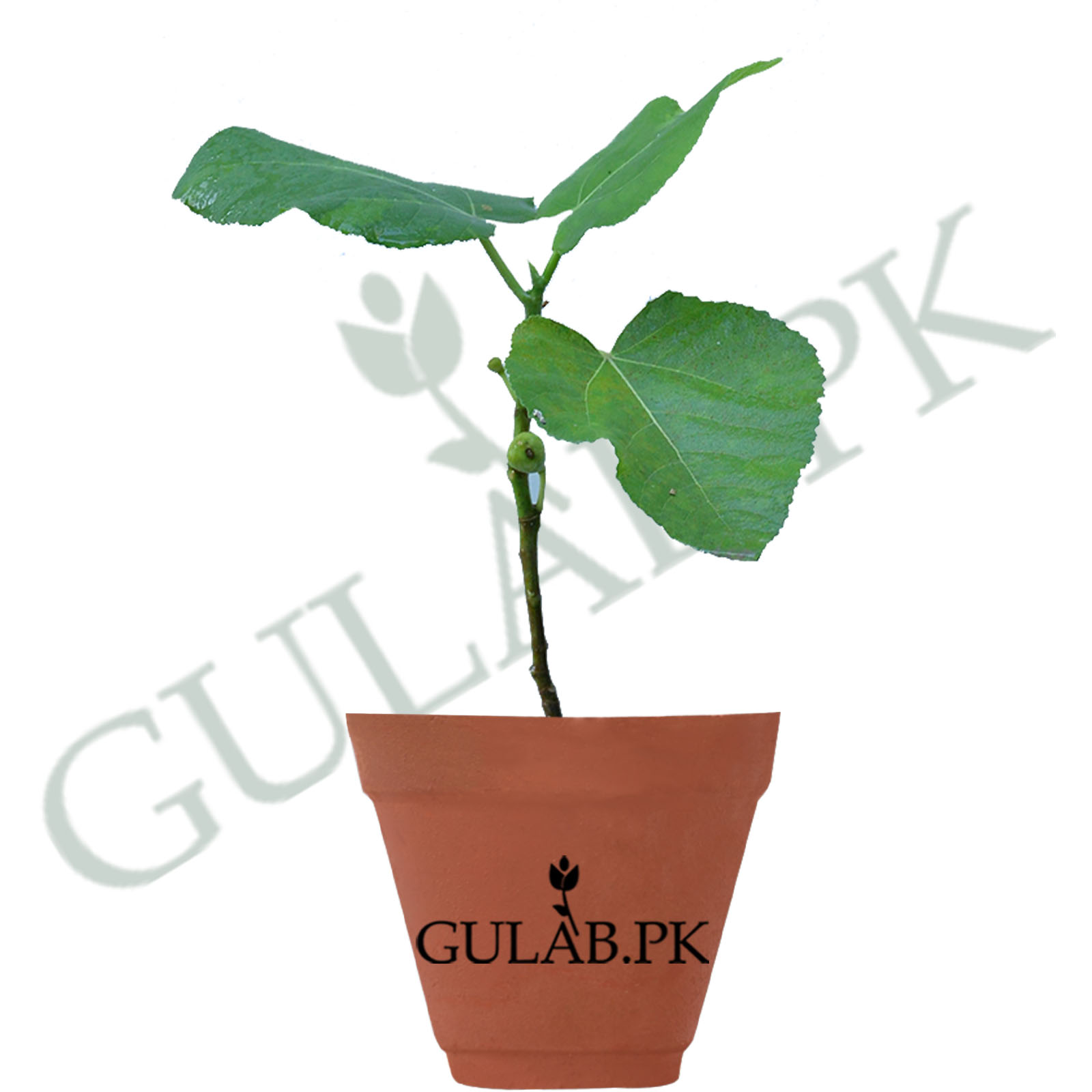 Fig Pak Fig Varieties In Pakistan