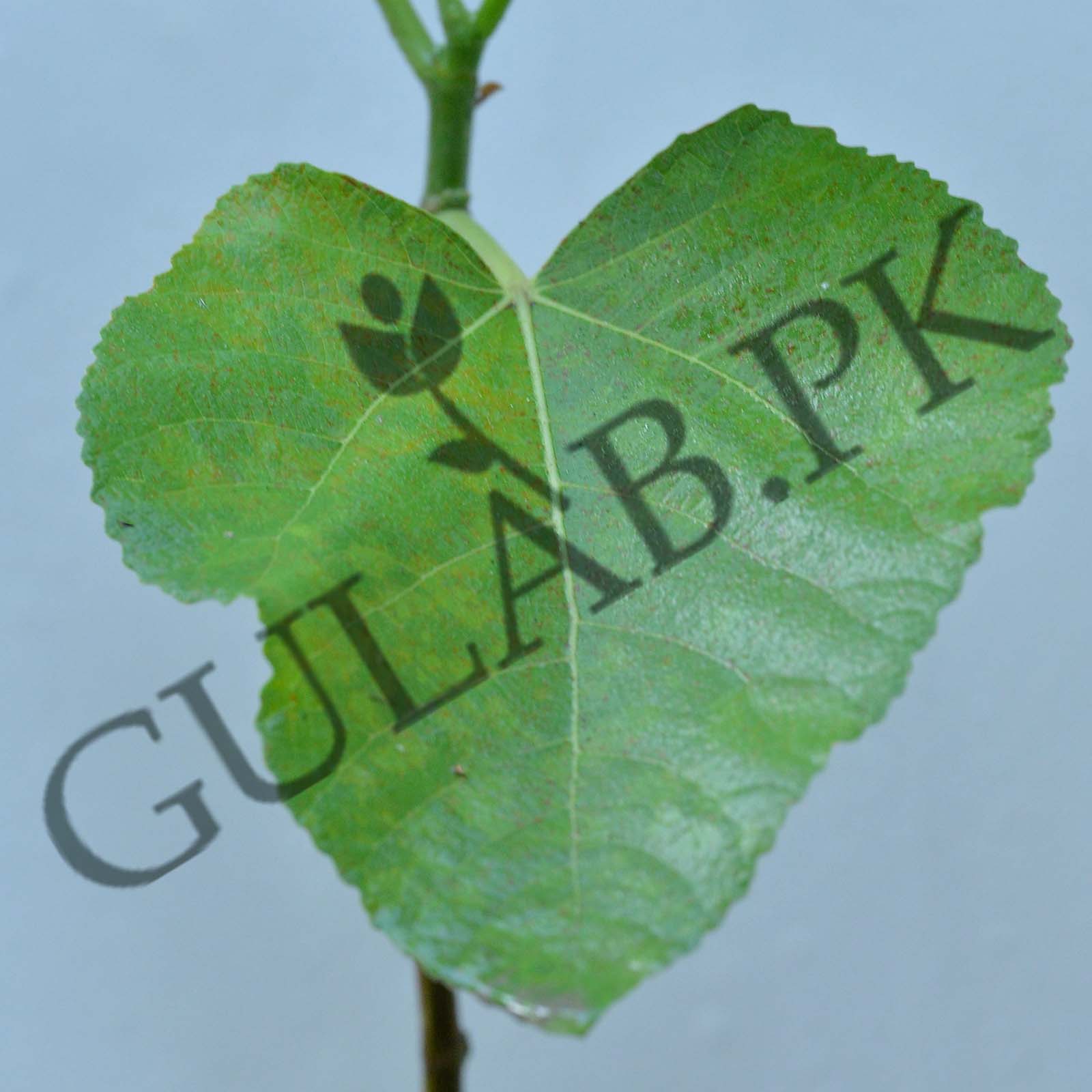 Fig Pak Fig Varieties In Pakistan