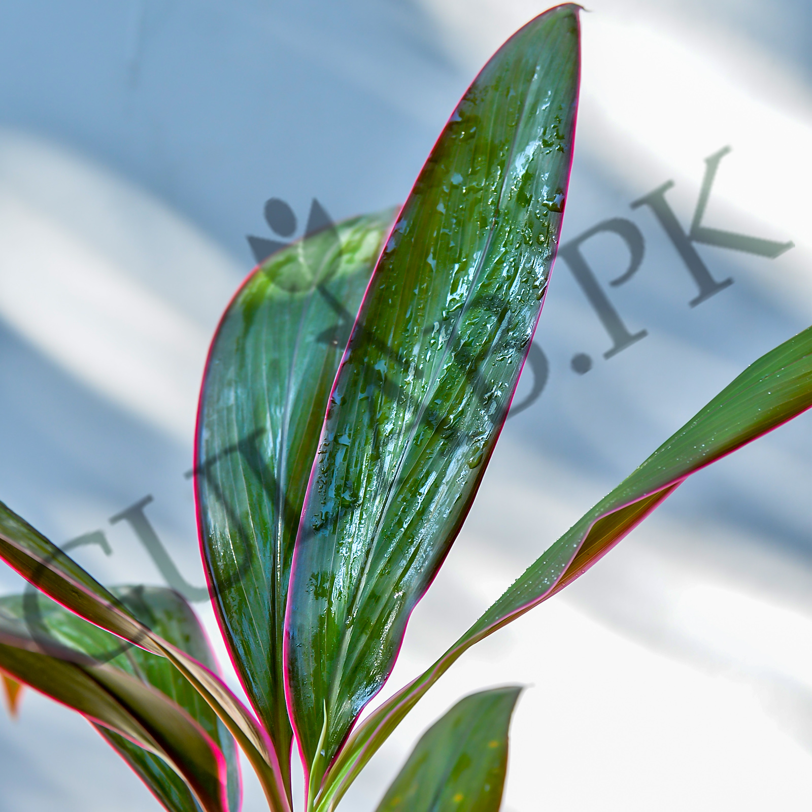 Dracaena Rosea | Indoor Plants | Gulab.pk