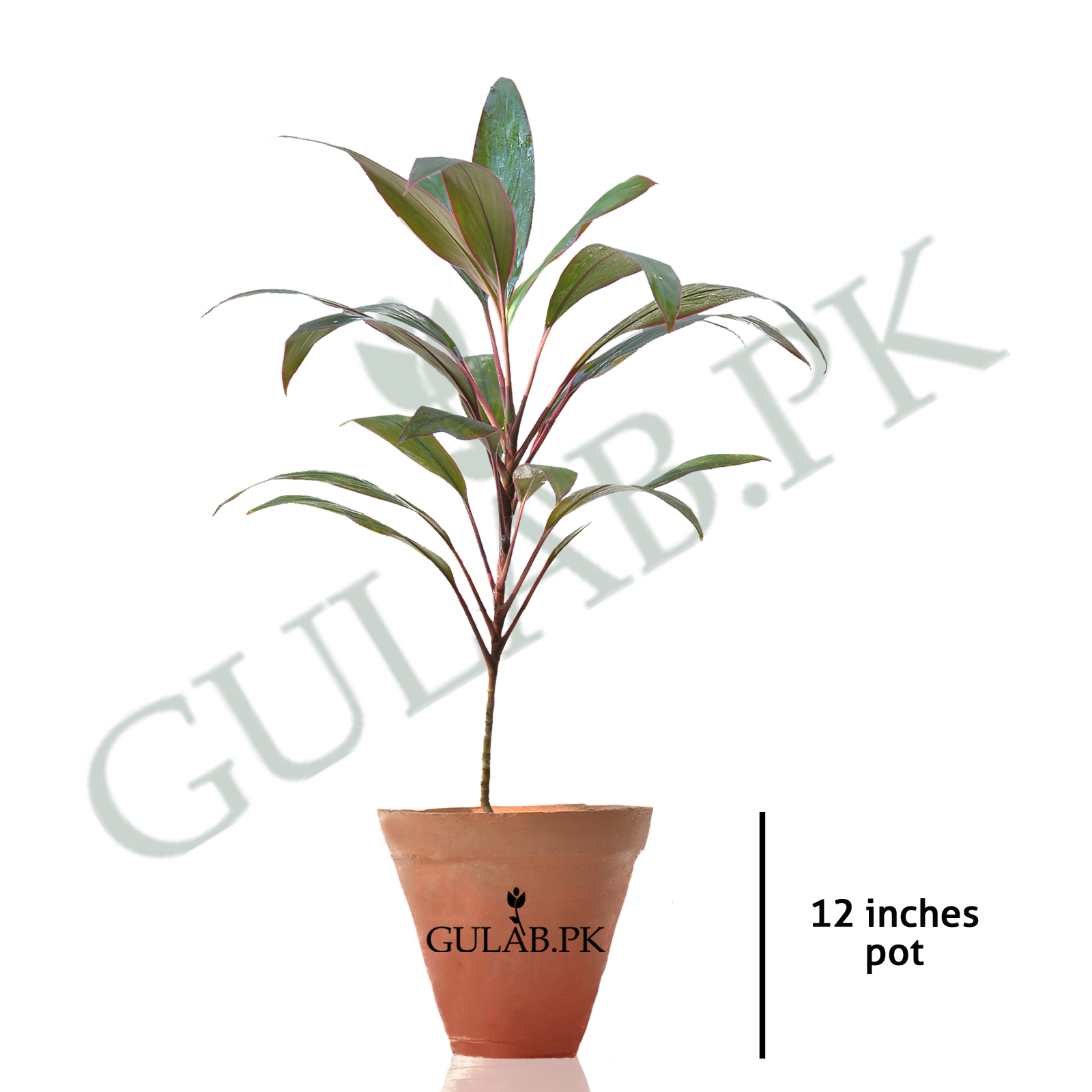 dracaena fragrans mix Dracaena fragrans Ulises - Multi Stem Indoor Plants | Hortology main image 1