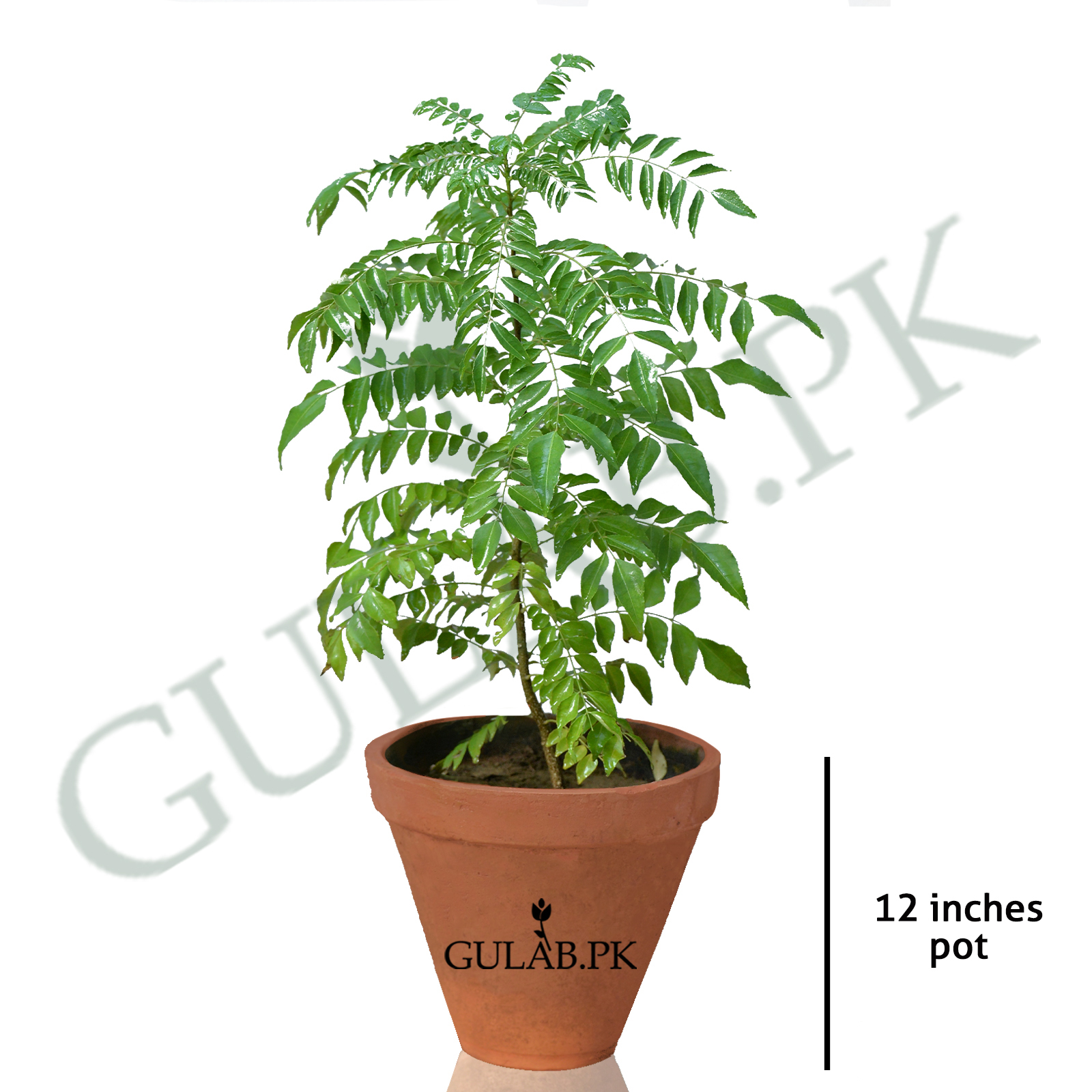 philodendron painted lady kaufen Buy Rare Philodendron Painted Lady Rare