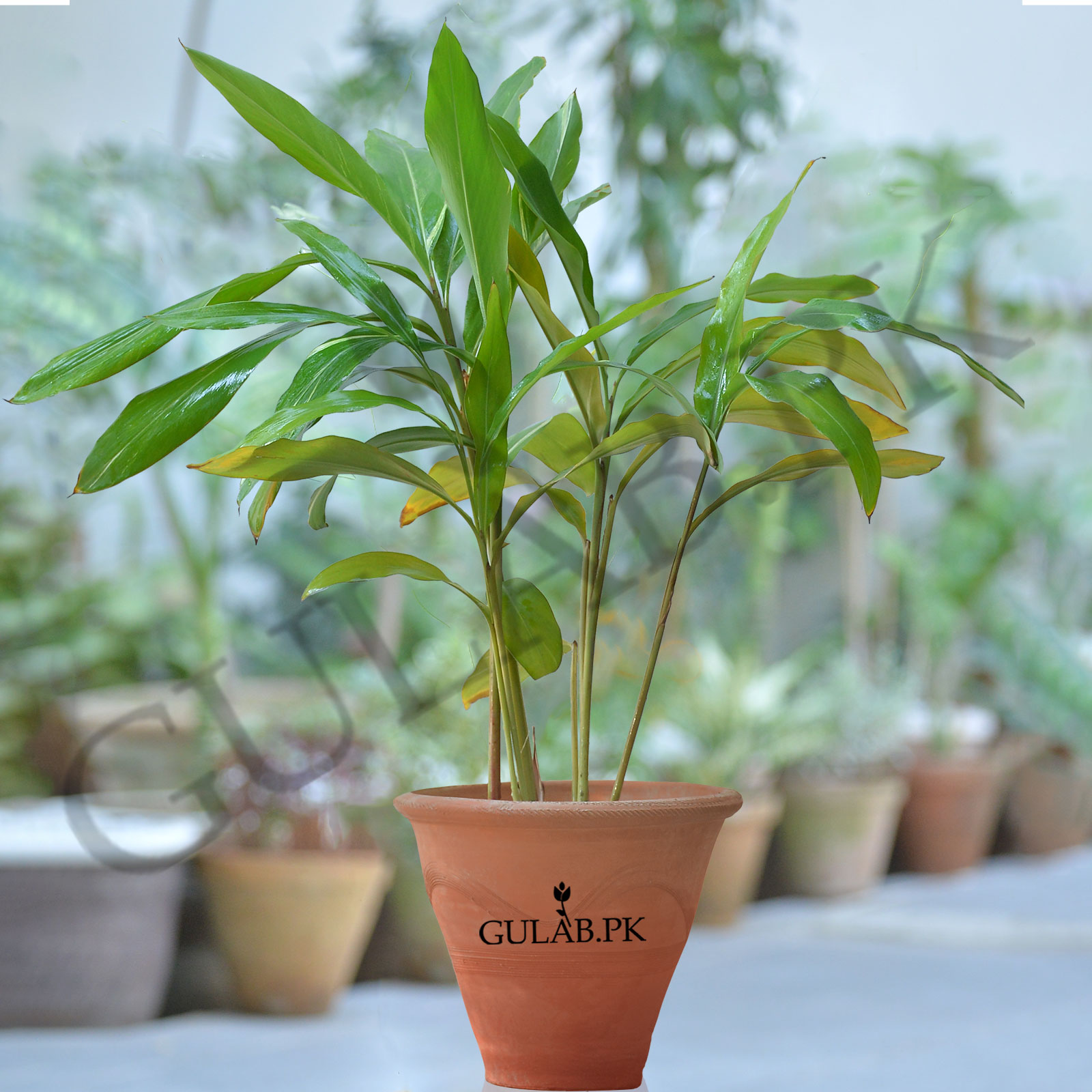 bamboo stalk plant Dracaena 'Lucky Bamboo' – Rosebud HomeGoods main image 0