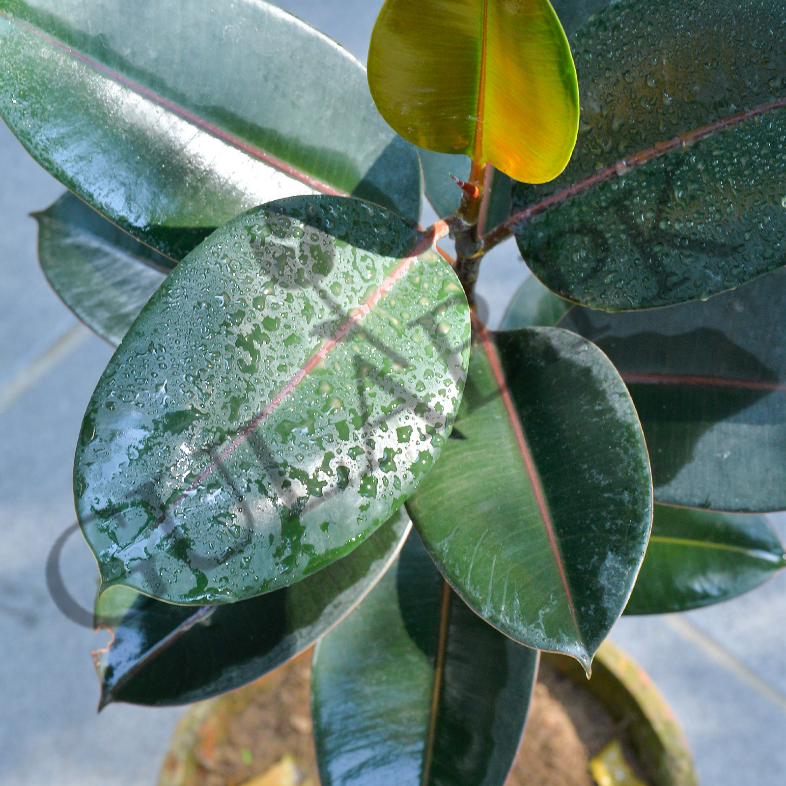 Rubber Plant | Indoor Plants | Gulab.pk