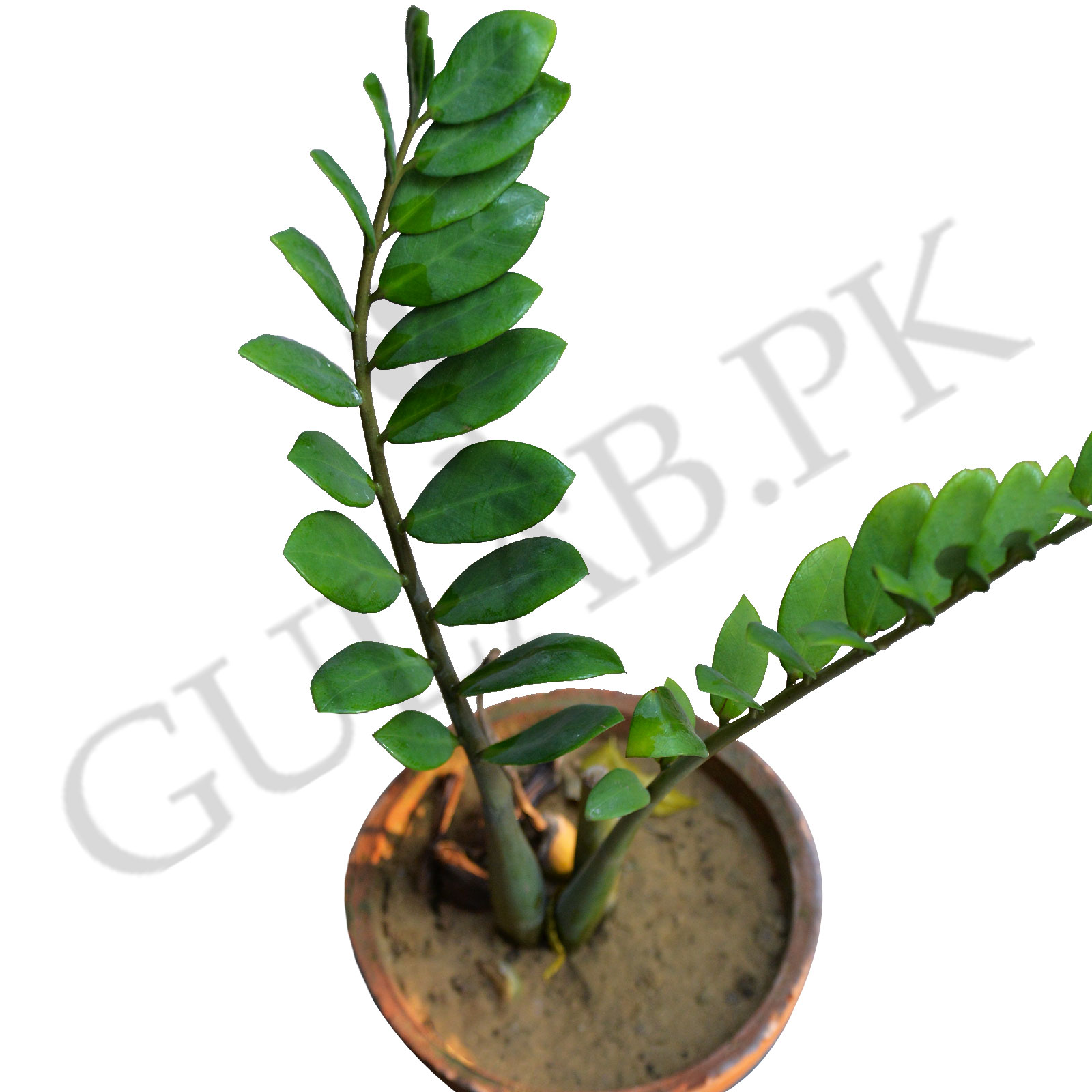 black chili pepper plant Black Cobra Chile Pepper Exotic Fruit Tree