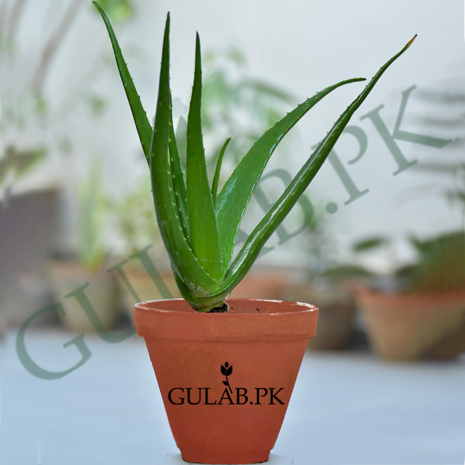 Aloe Vera Plant | Indoor Plants | Gulab.pk