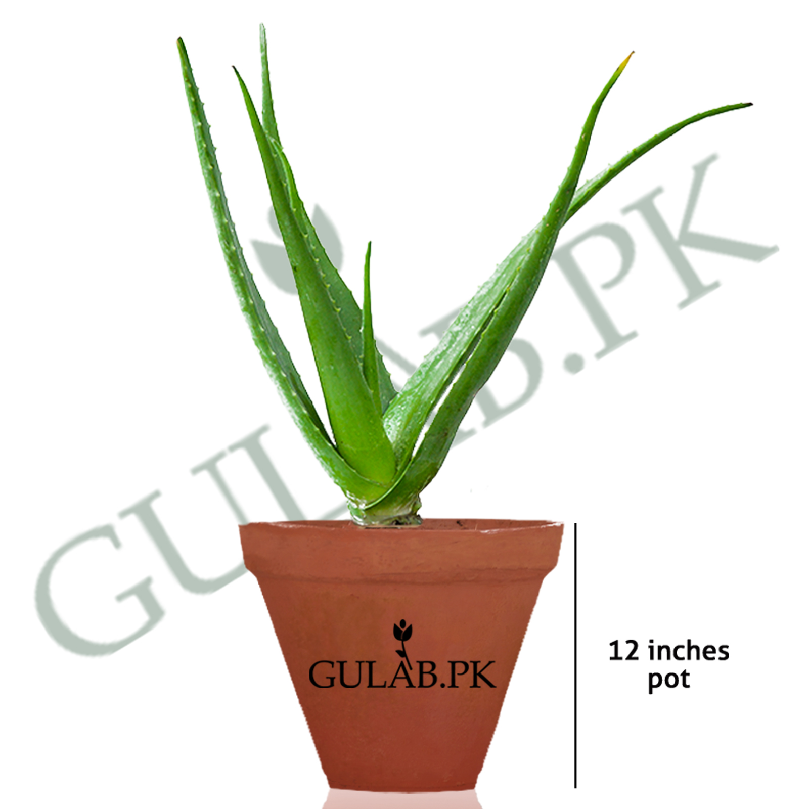 Aloe Vera Plant | Indoor Plants | Gulab.pk
