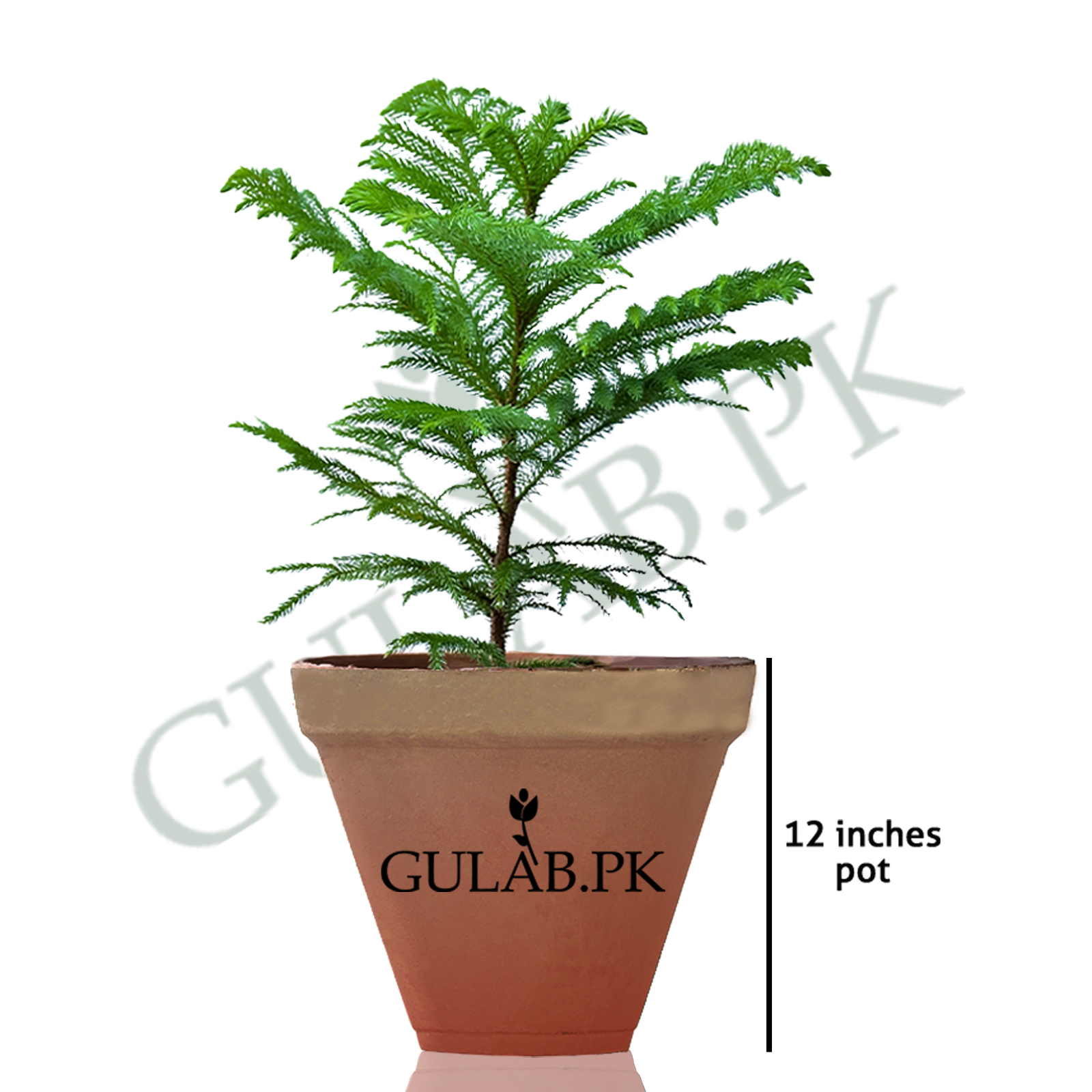 pet plant Pet-Friendly Plant Set – 4 pieces – Ø12 cm – ±20–40 cm – Paws & Flora main image 1