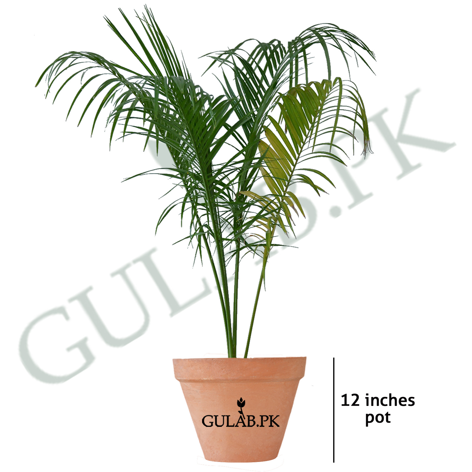 succulents for containers Pet-friendly Succulent Pack | Pet Safe Non Toxic Succulent Collection main image 0