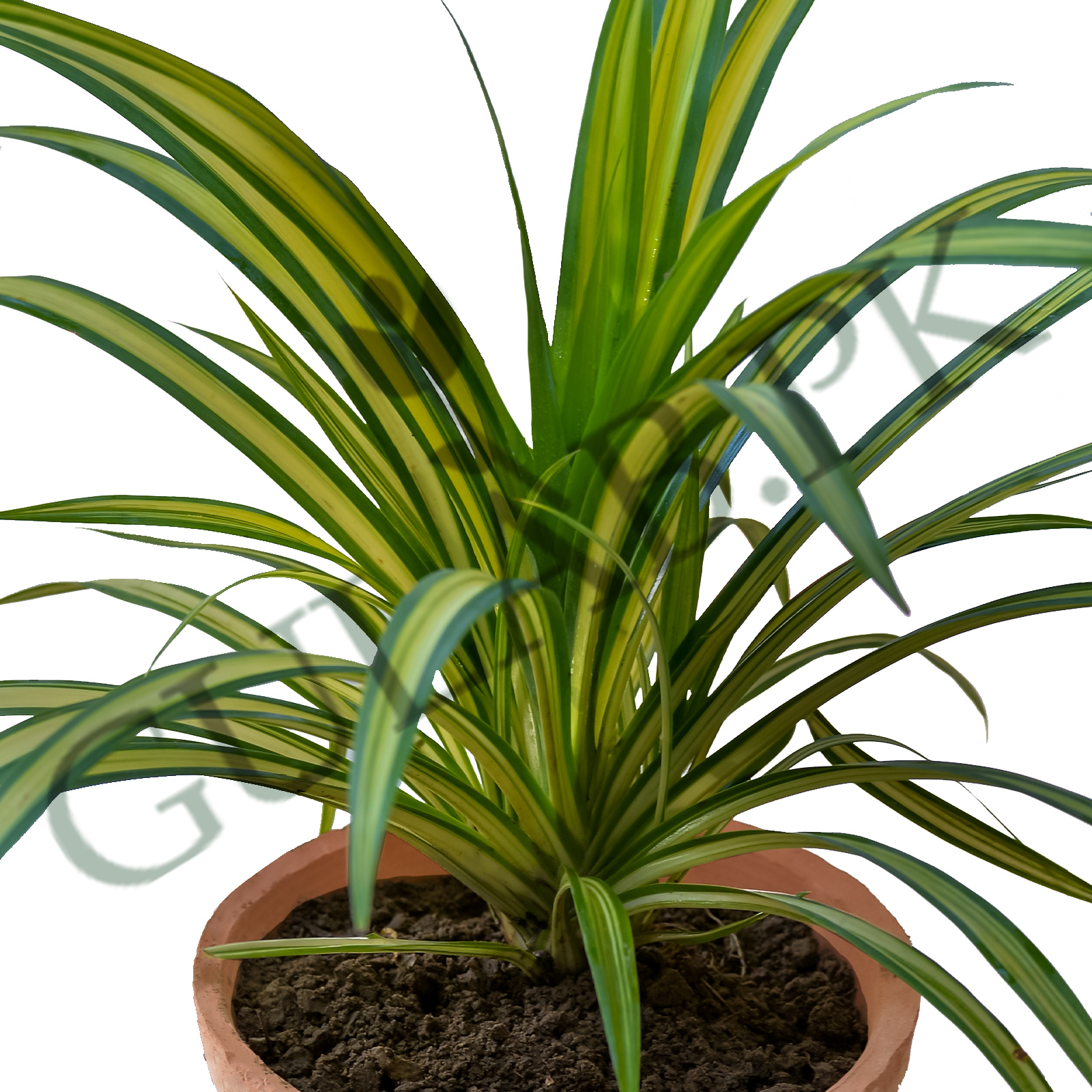 red tiger lily aquarium plant Red Tiger Lotus  Daku Aquatics