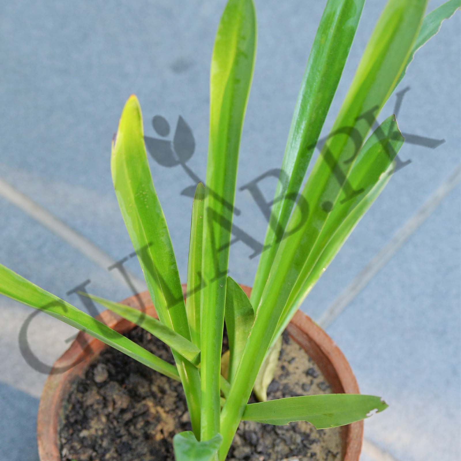 Iris | Flower Plants in Pakistan | Online Plant Store | Gulab.pk