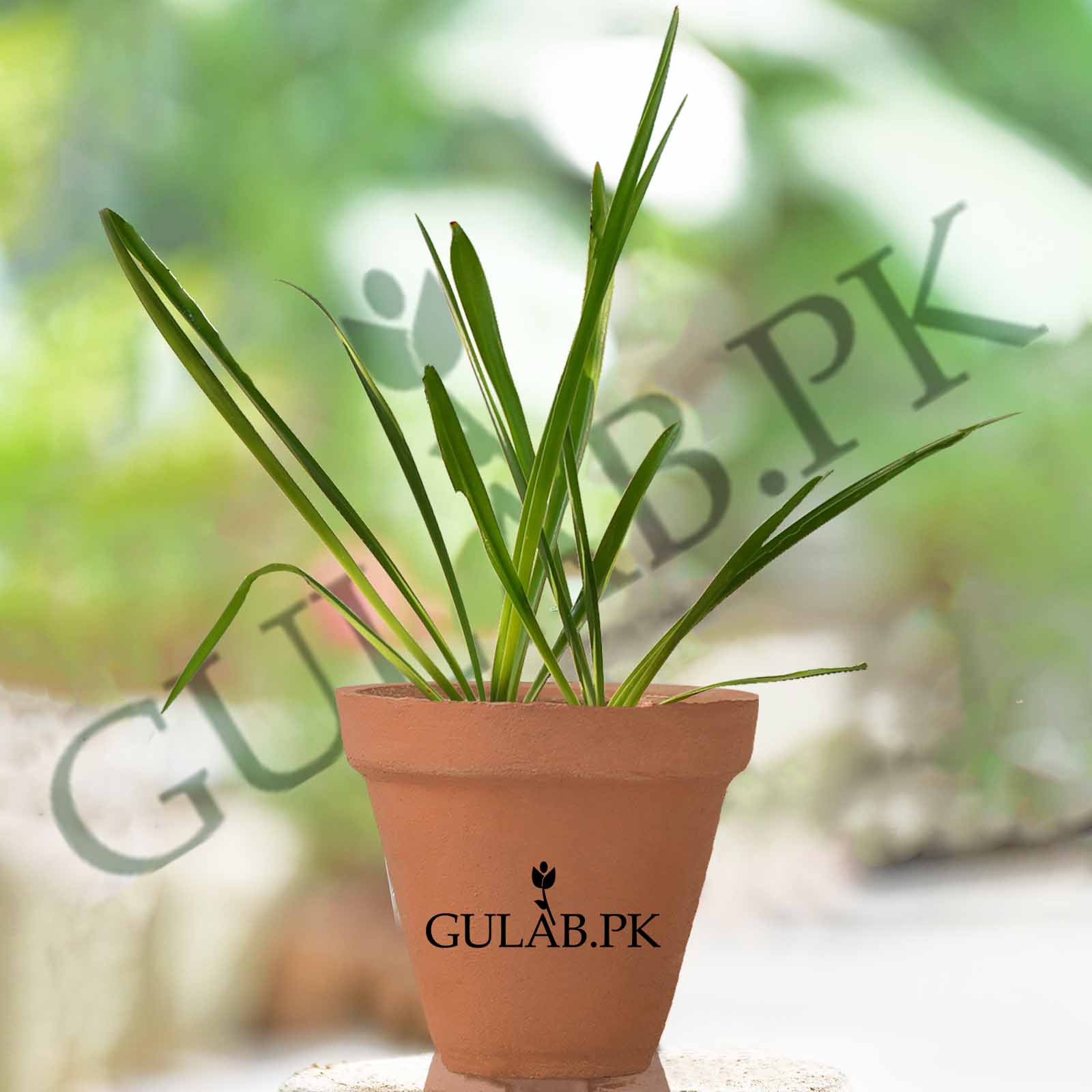 Iris | Flower Plants in Pakistan | Online Plant Store | Gulab.pk