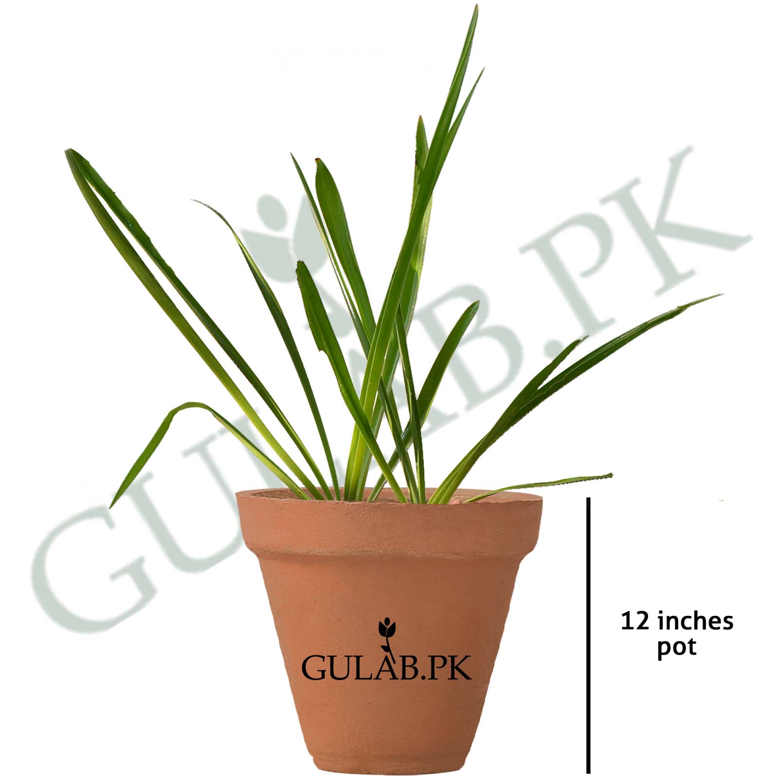 Iris | Flower Plants in Pakistan | Online Plant Store | Gulab.pk