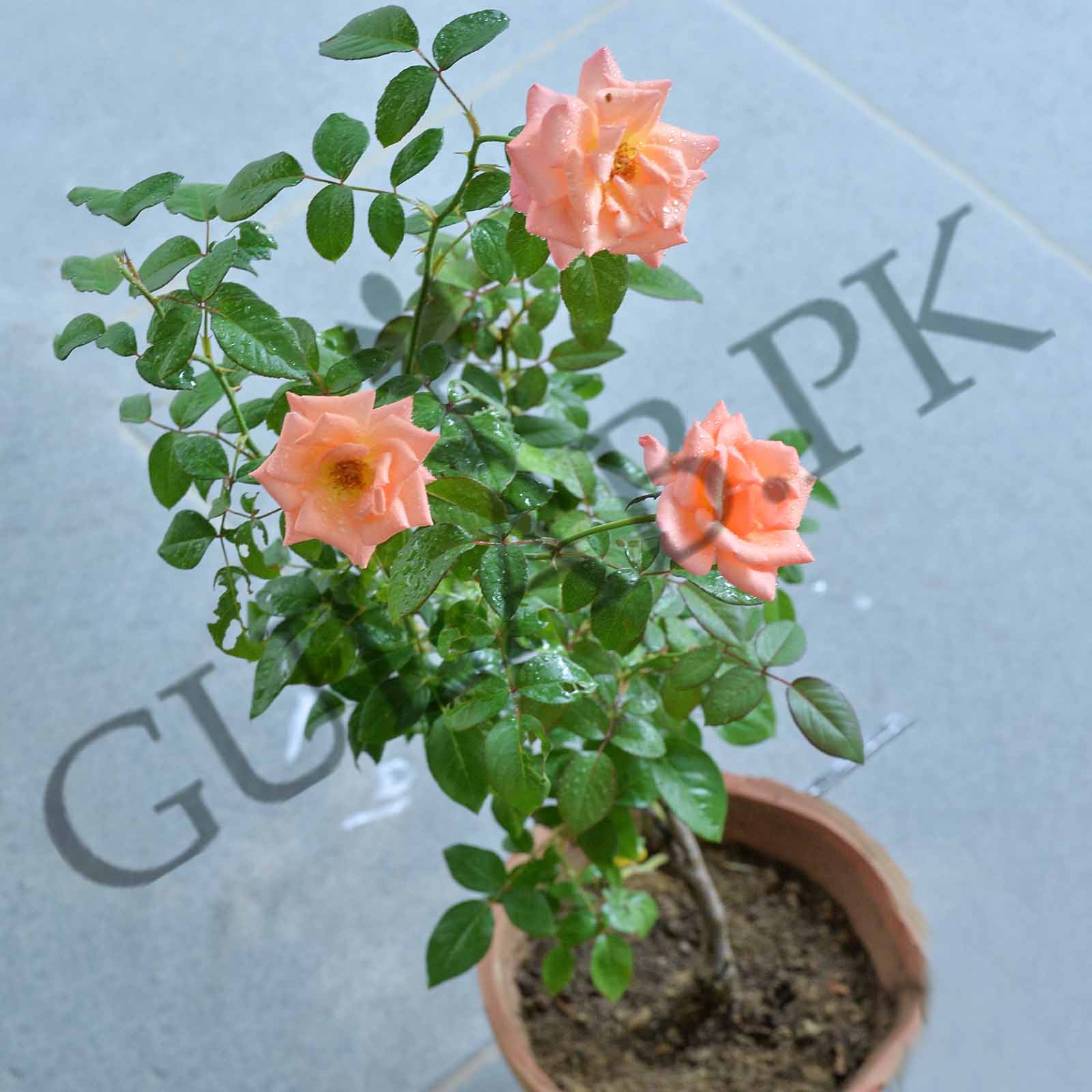 18cm plant pots 18cm 4L Round Plant Pots - Deep - Taupe