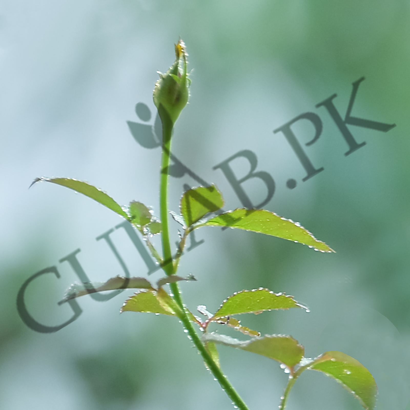 Pakistan Rozo Rose | Flower Plants in Pakistan | Online Plant Store | Gulab.pk