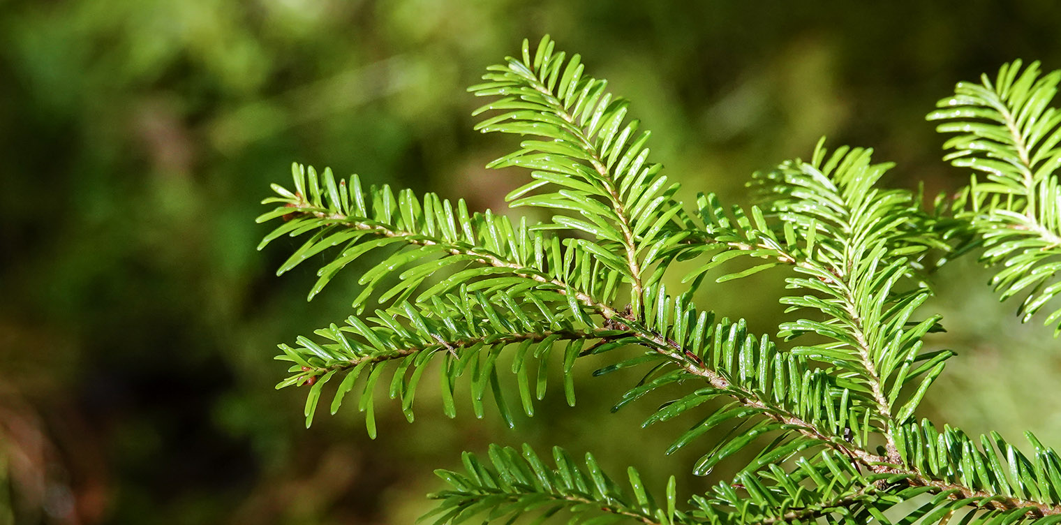 Balbus Tree Balsam Fir | Shrubs Plants | Gulab.pk