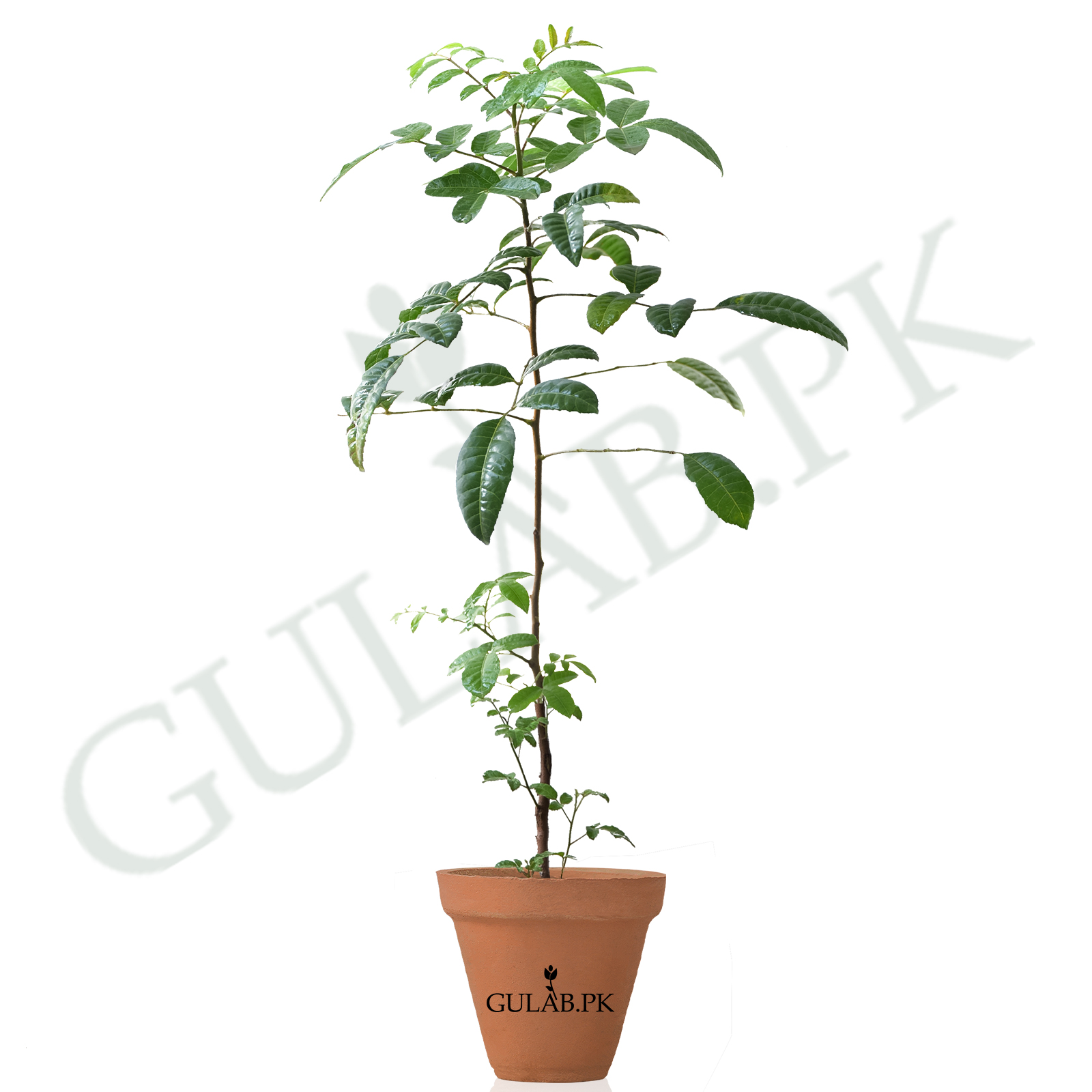 indoor planter pot with stand Anzio Plant Pot & Wooden Stand - Stone White - Plant Stands | Hortology