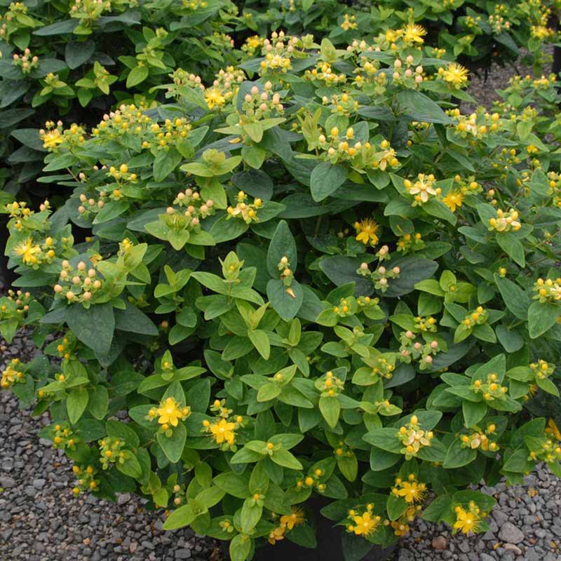 Hypericum Ruby Hypericum | Flower Plants in Pakistan | Indoor Plants | Gulab.pk