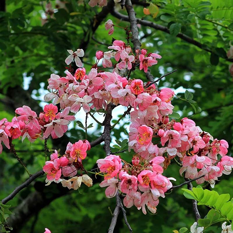 Cassia Nodosa | Flowering Trees | Gulab.pk