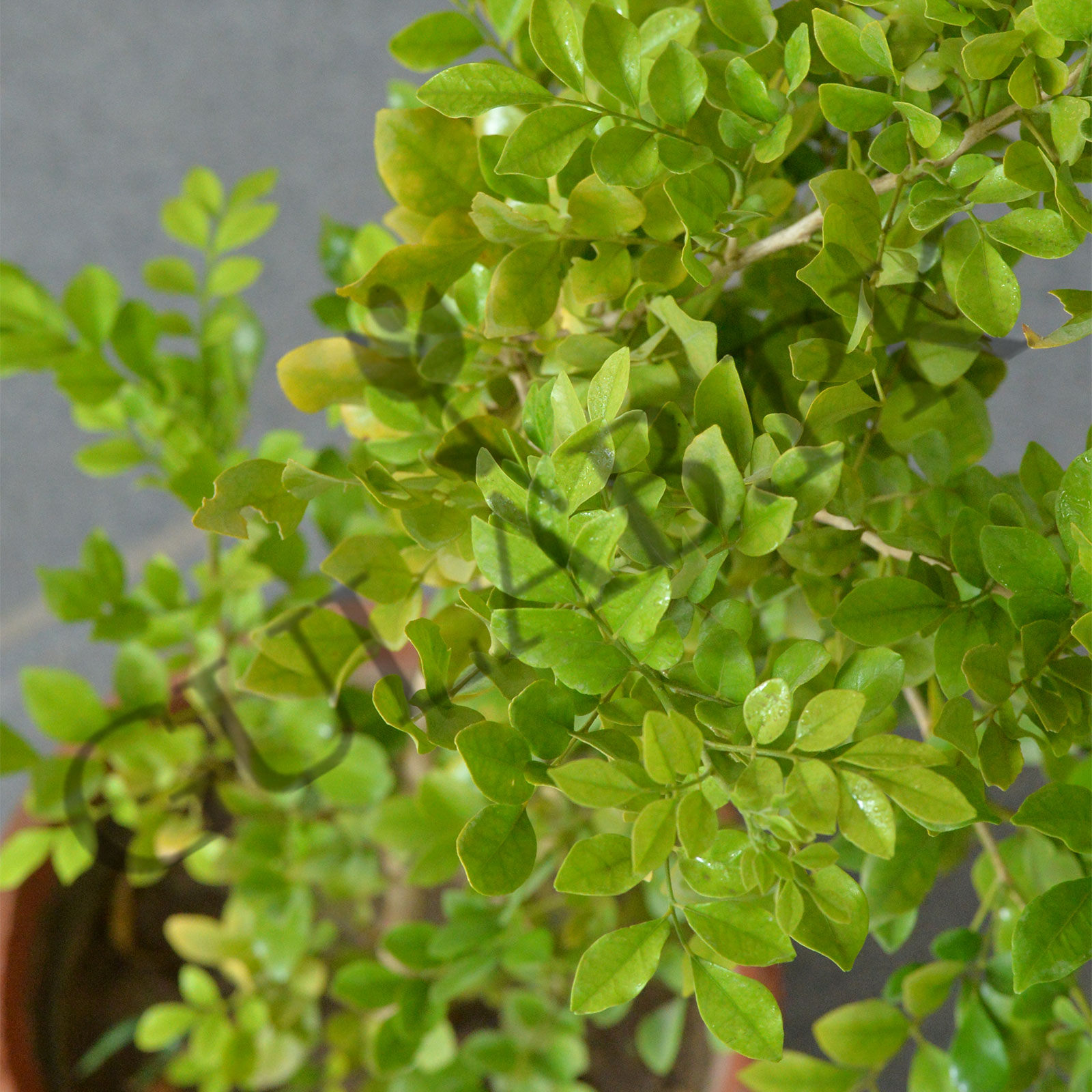 Murraya Plant | Shrub Plant | Gulab.pk