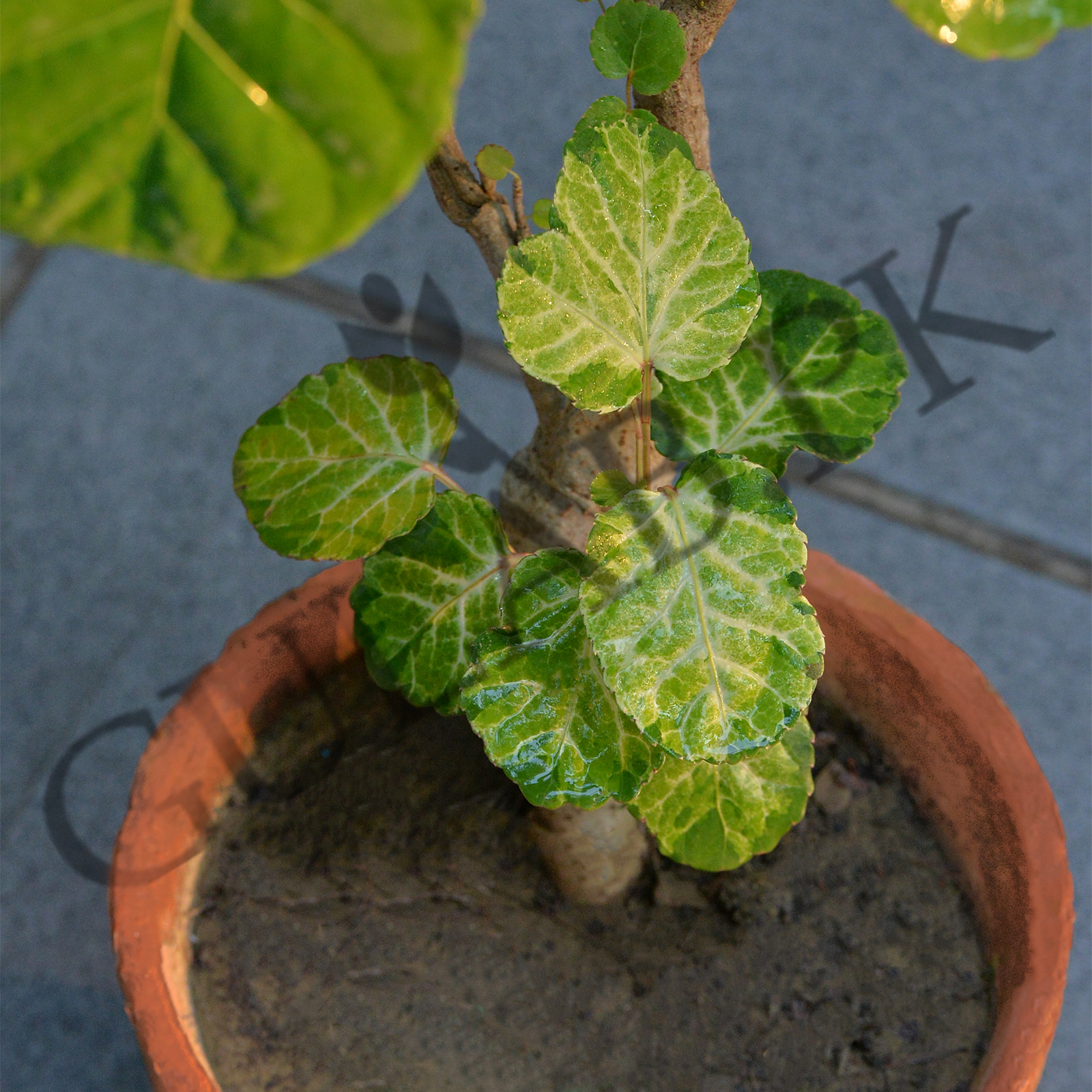 Dhak Tree | Tree Plants in Pakistan | Gulab.pk
