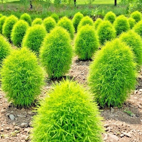 Kochia Plant Shrub Plant Gulab pk kochia-plant-shrub-plant-gulab-pk